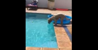 Ένας έξυπνος σκύλος πιάνει τη μπάλα του από το νερό (Βίντεο)