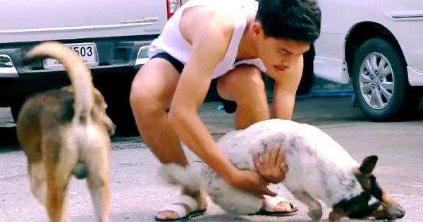 Περιφέρεται στους δρόμους μαζεύοντας αδέσποτα σκυλιά και στη συνέχεια κάνει αυτό… (Βίντεο)