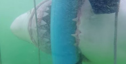 Επίθεση ενός λευκού καρχαρία σε κλουβί δυτών (Βίντεο)