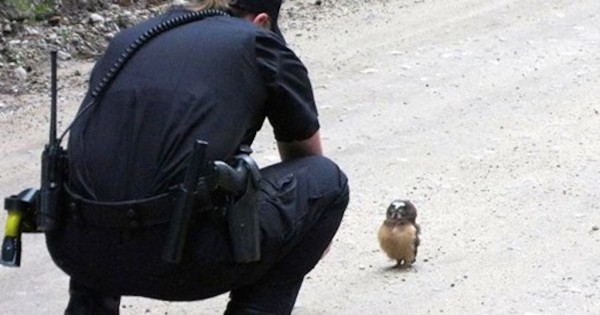 Αστυνομικός βιντεοσκοπεί μια μικρή κουκουβάγια. Θα χαμογελάσετε! (Βίντεο)