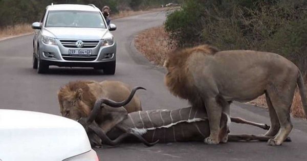Λιοντάρια σταματούν τη κίνηση για να σκοτώνουν μια αντιλόπη. (Βίντεο)