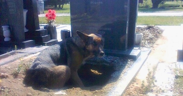 Δείτε το μυστικό που έκρυβε ο πιστός σκύλος που ζούσε στον τάφο του ιδιοκτήτη του! (Εικόνες)
