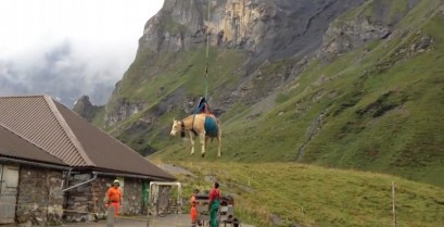 Μεταφορά αγελάδας με ελικόπτερο (Βίντεο)