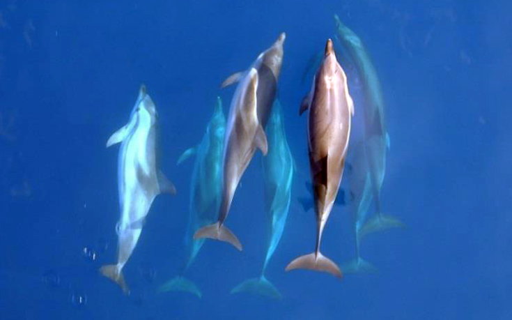 δελφίνια 