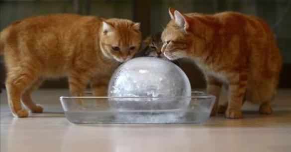10 Γάτες και μια παγωμένη μπάλα…. Ότι καλύτερο για τις ζεστές μέρες του καλοκαιριού. (Βίντεο)