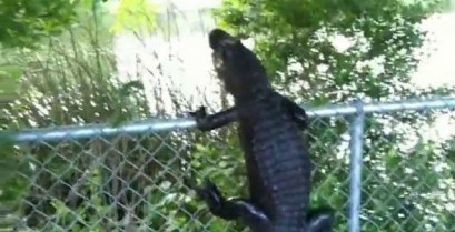 Αλιγάτορας σκαρφαλώνει σε φράχτη (Βίντεο)