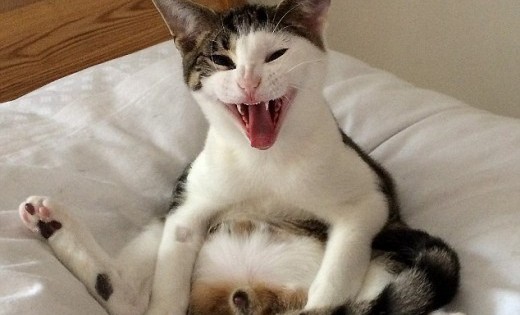 Όταν ο γάτος Milo ξύπνησε και ανακάλυψε ότι κάτι του λείπει (Εικόνες)