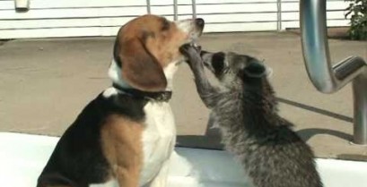 Ένας σκύλος στον οδοντίατρο (Βίντεο)