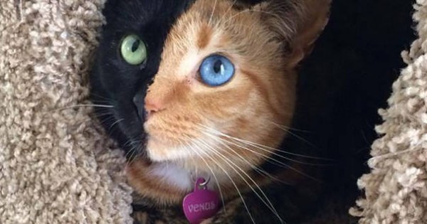 17 φωτογραφίες μιας γάτας που δεν έχει καμία σχέση με όλες τις άλλες, αλλά είναι εξίσου πανέμορφη (Εικόνες)