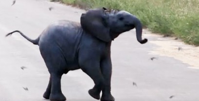 Ένας μικρός ελέφαντας κυνηγάει τα πουλιά (Βίντεο)