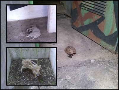 Παγίδες- θανάτου για τα ζώα τα ανοιχτά πολυβολεία (Εικόνες)