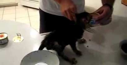 Το πεινασμένο ανυπόμονο γατάκι (Βίντεο)