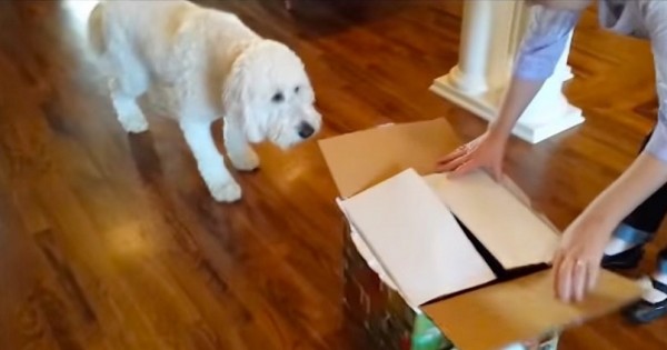 Έδωσαν στο σκύλο ένα κουτί με δώρο-έκπληξη για τα γενέθλιά του. Αυτό που είχε μέσα; Δε θα το πιστεύετε! (Βίντεο)