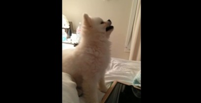 Το πιο αστείο φτάρνισμα από ένα σκύλο (Βίντεο)