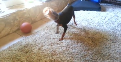 Οι ατυχίες των σκύλων (Βίντεο)