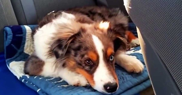 Αυτό το σκυλί κοιμάται όταν ξαφνικά του βάζουν το αγαπημένο του τραγούδι. Η αντίδρασή του; Ξεκαρδιστική! (Βίντεο)