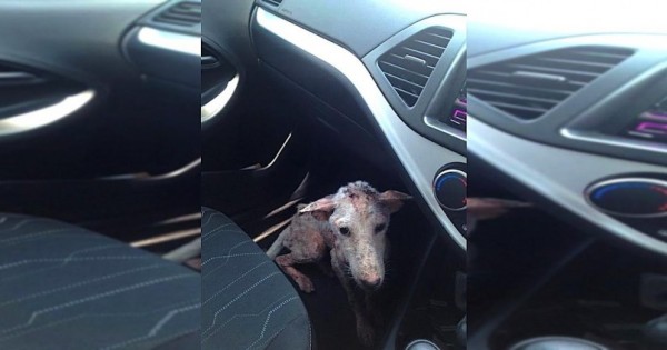 Ένας κακοποιημένος σκύλος πήδηξε στο αμάξι της! Λίγες μέρες μετά, δείτε πως άλλαξε… (Εικόνες)