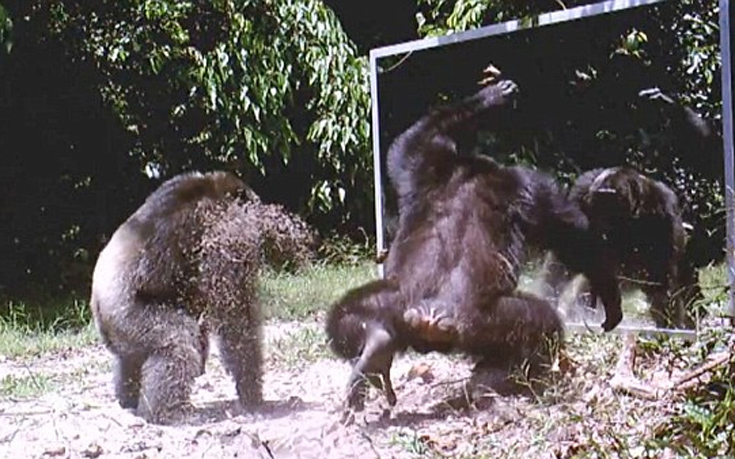 Χιμπατζήδες 
