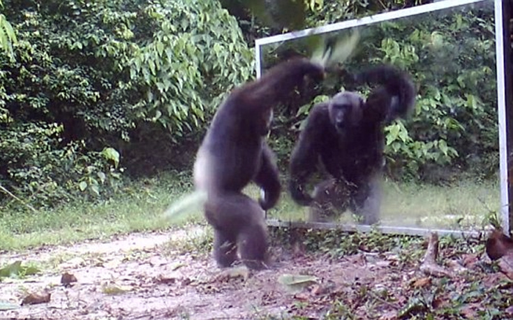 Χιμπατζήδες 