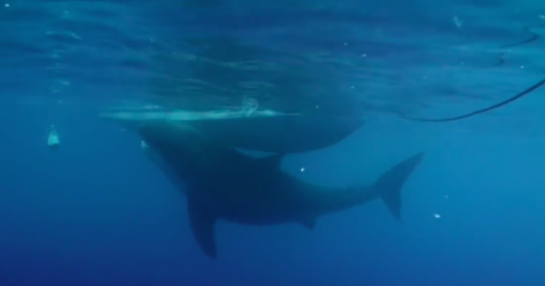 Αυτός είναι ο μεγαλύτερος καρχαρίας που έχει καταγραφεί ποτέ σε κάμερα!