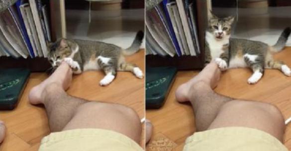 Δείτε πως αντιδρά αυτή η γάτα όταν καταλαβαίνει ότι βρωμάνε τα πόδια του αφεντικού της! (Βίντεο)