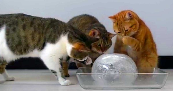 10 γάτες ανακάλυψαν ένα μεγάλο παγάκι – Αυτό που θα κάνουν με αυτό θα σας κάνει να χαμογελάσετε! (Βίντεο)