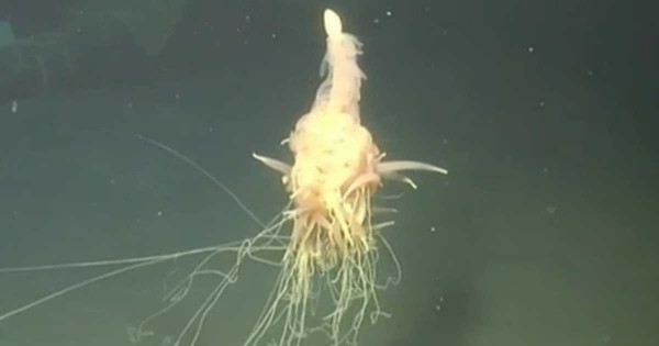 «Σπαγγέτι τέρας»: Το σπάνιο παράξενο πλάσμα που ανακάλυψαν στο βυθό του Ατλαντικού! (Βίντεο)