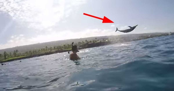 Ένα άγριο δελφίνι κάνει επίδειξη ικανοτήτων σε ζευγάρι που το βιντεοσκοπεί! (Βίντεο)