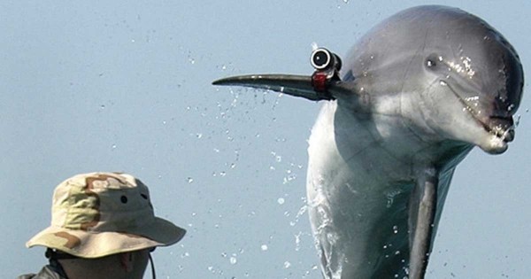 Παλαιστίνιοι έπιασαν δελφίνι που είχε στρατολογηθεί από το Ισραήλ!