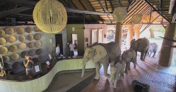 Βίντεο: Αυτοί οι άγριοι ελέφαντες περπατούν αυτή τη διαδρομή μία φορά το χρόνο – Δείτε γιατί!