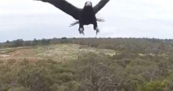 Αετός βγάζει drone νοκ άουτ (Βίντεο)