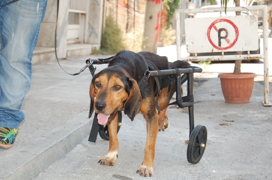 υδραυλικός ανάπηρα σκυλάκια 
