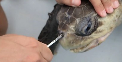 Διάσωση θαλάσσιας χελώνας με ένα πλαστικό καλαμάκι στο ρουθούνι της (Βίντεο)