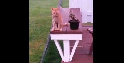 Μια γάτα κάθεται σαν άνθρωπος (Βίντεο)