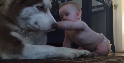 Γλυκό βιντεο: Το χάσκι λατρεύει το μωρό