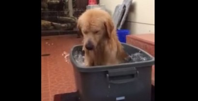Ένας πολύ χαρούμενος σκύλος κάνει ένα μπάνιο