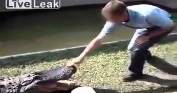 Βίντεο: Έκανε τον έξυπνο στον αλιγάτορα αλλά αυτός ήταν πιο γρήγορος! – Δείτε τι έπαθε