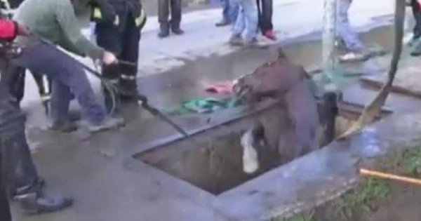 Χιλή: Δραματική διάσωση αλόγου – Δείτε πού είχε πέσει (Βίντεο)