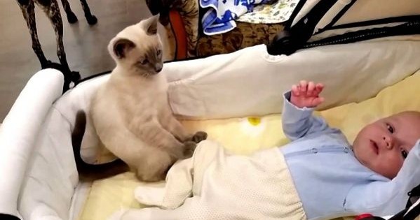 Δεν πάει ο νους σας τι κάνει μία γάτα για να ηρεμήσει το μωρό! (βίντεο)