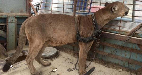 Αυτή η οργάνωση απελευθερώνει ζώα που ήταν υπό αιχμαλωσία – Οι εικόνες είναι καθηλωτικές