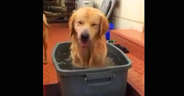 Βίντεο: Αυτό το golden retriever κάνει μπάνιο με έναν μοναδικό τρόπο!