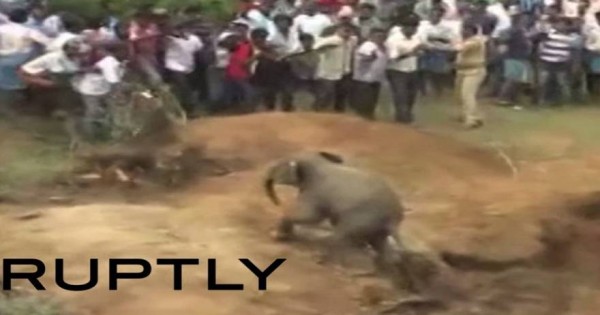 «Αχάριστο» ελεφαντάκι: Το έβγαλαν από το πηγάδι κι εκείνο τους…. κυνήγησε (βίντεο)