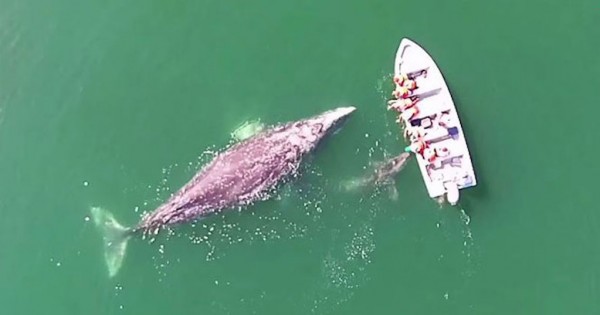 Μία φάλαινα και το μικρό της πρόσφεραν σε τουρίστες μια εμπειρία που δεν θα ξεχάσουν ποτέ! (Βίντεο)