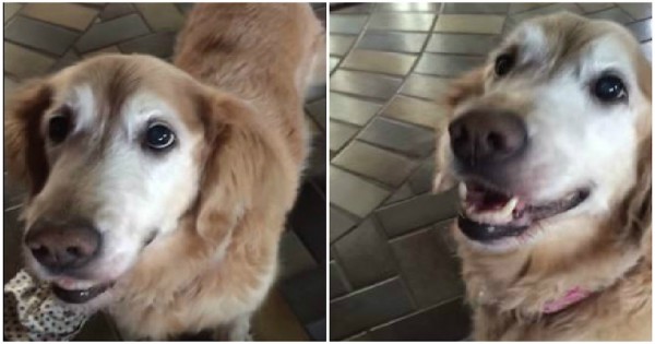 Πρέπει να δείτε την «αντίδραση» αυτού του σκύλου όταν έμαθε πως δεν έχει τελικά καρκίνο (Εικόνες, Βίντεο)