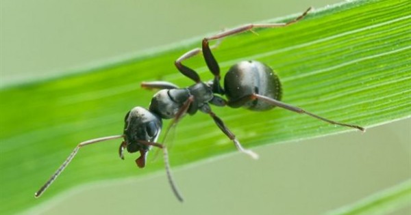 Μυρμήγκια πίνουν οξυζενέ για να απαλλαγούν από μυκητιάσεις!