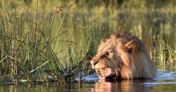 Λιοντάρι κολυμπάει πανικόβλητο αφού ήρθε αντιμέτωπο με έναν κροκόδειλο! (Εικόνες)