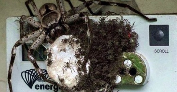 Τρομακτική αράχνη πάνω σε μετρητή ηλεκτρικού ρεύματος (Εικόνα)