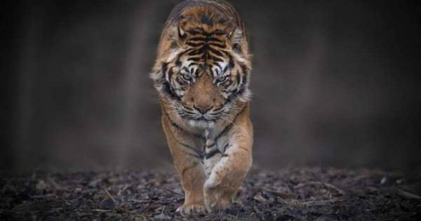 Εντυπωσιακές λήψεις με τίγρεις στο φυσικό τους περιβάλλον (εικόνες)