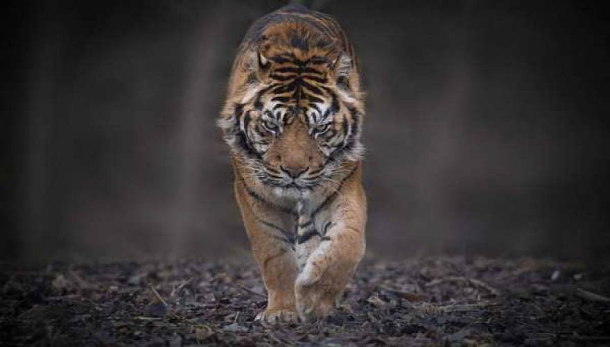 tiger-photos-4