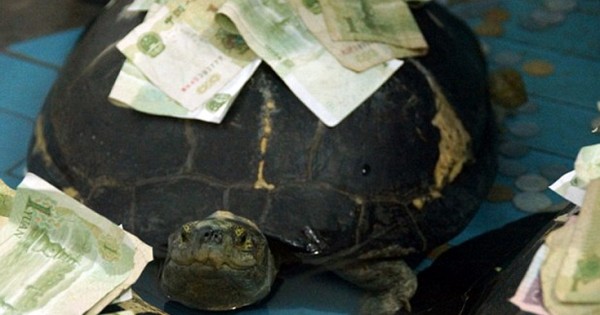 «Χρυσώνουν» τις χελώνες για να ζήσουν πολύ